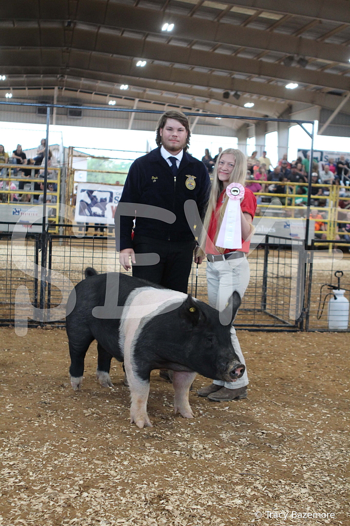 swine0177 - ID: 16057081 © Tracy Bazemore