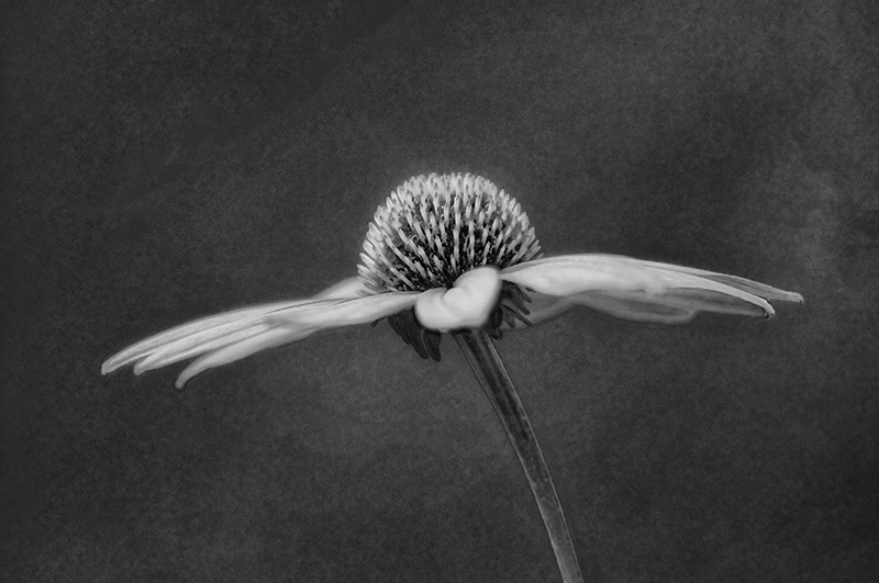 Coneflower