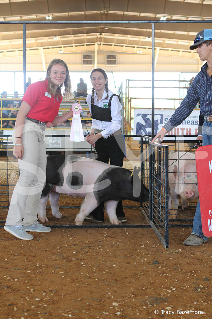 swine9490 - ID: 16058339 © Tracy Bazemore