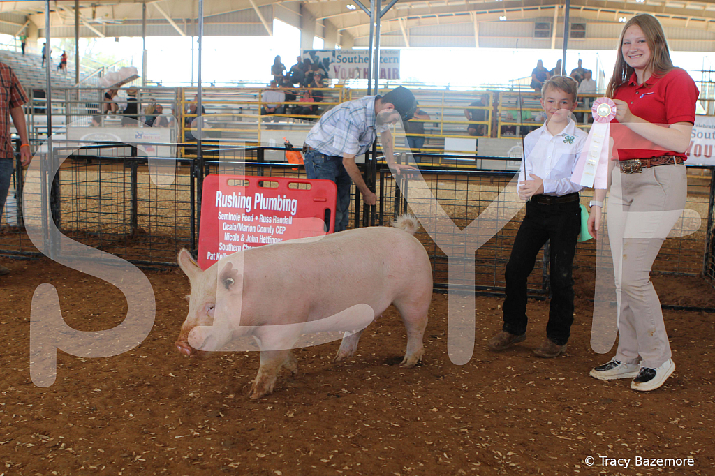 swine9901 - ID: 16058763 © Tracy Bazemore