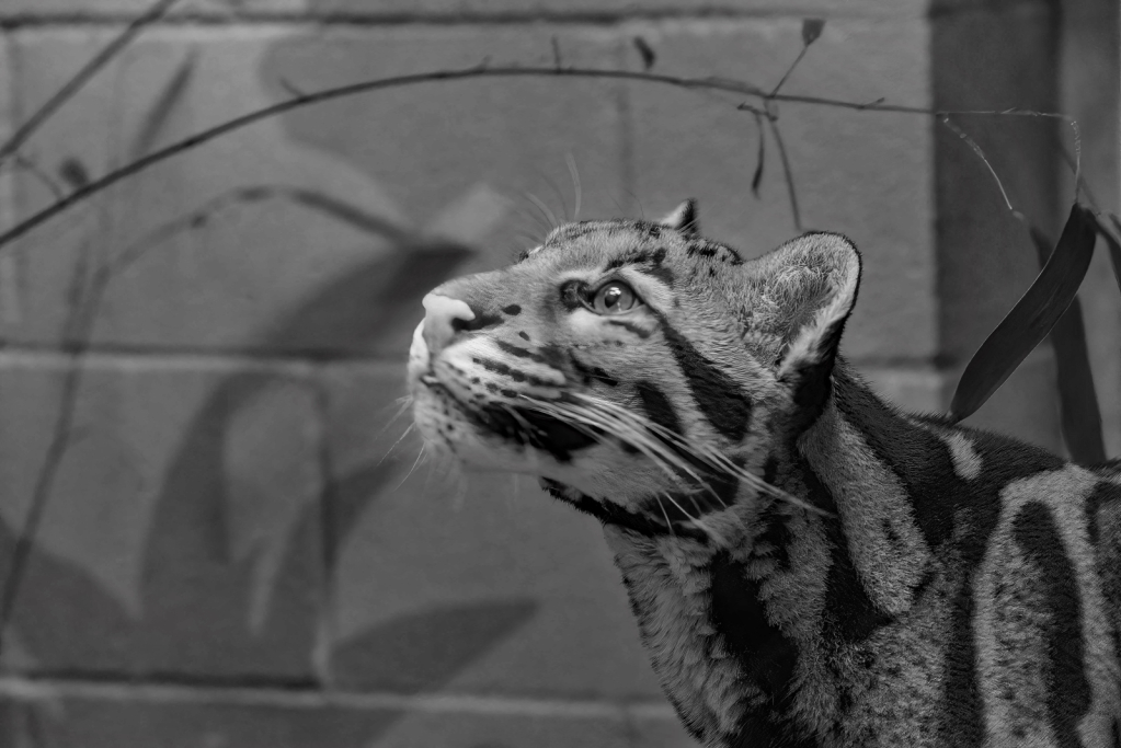 Clouded Leopard