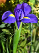 Violet!