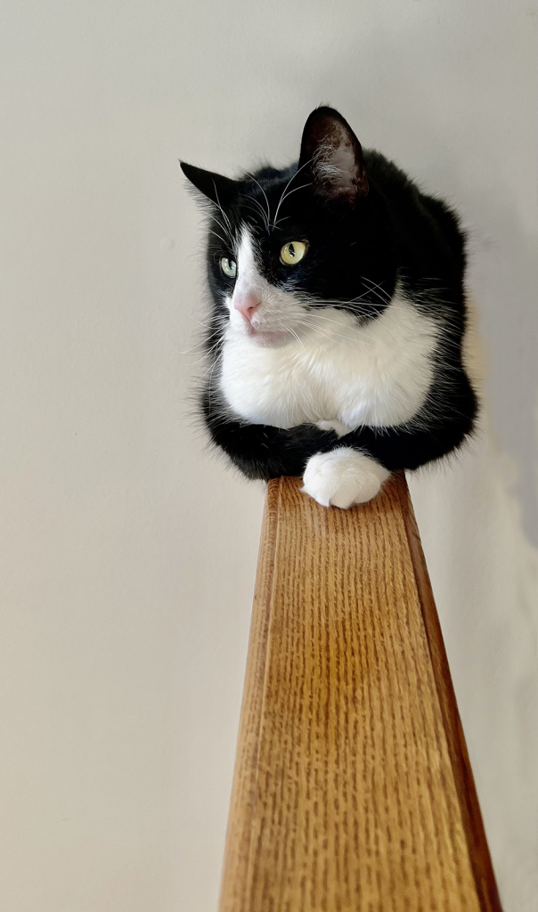 Waldo on Balcony Railing 