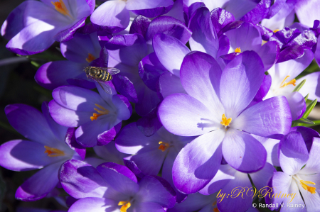 Spring has sprung for a Bee & Crocus...