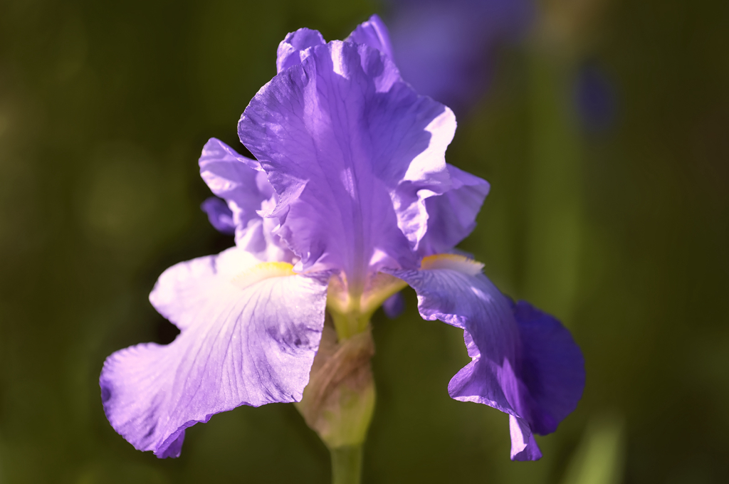 Shades of Purple - ID: 16059464 © Kelley J. Heffelfinger