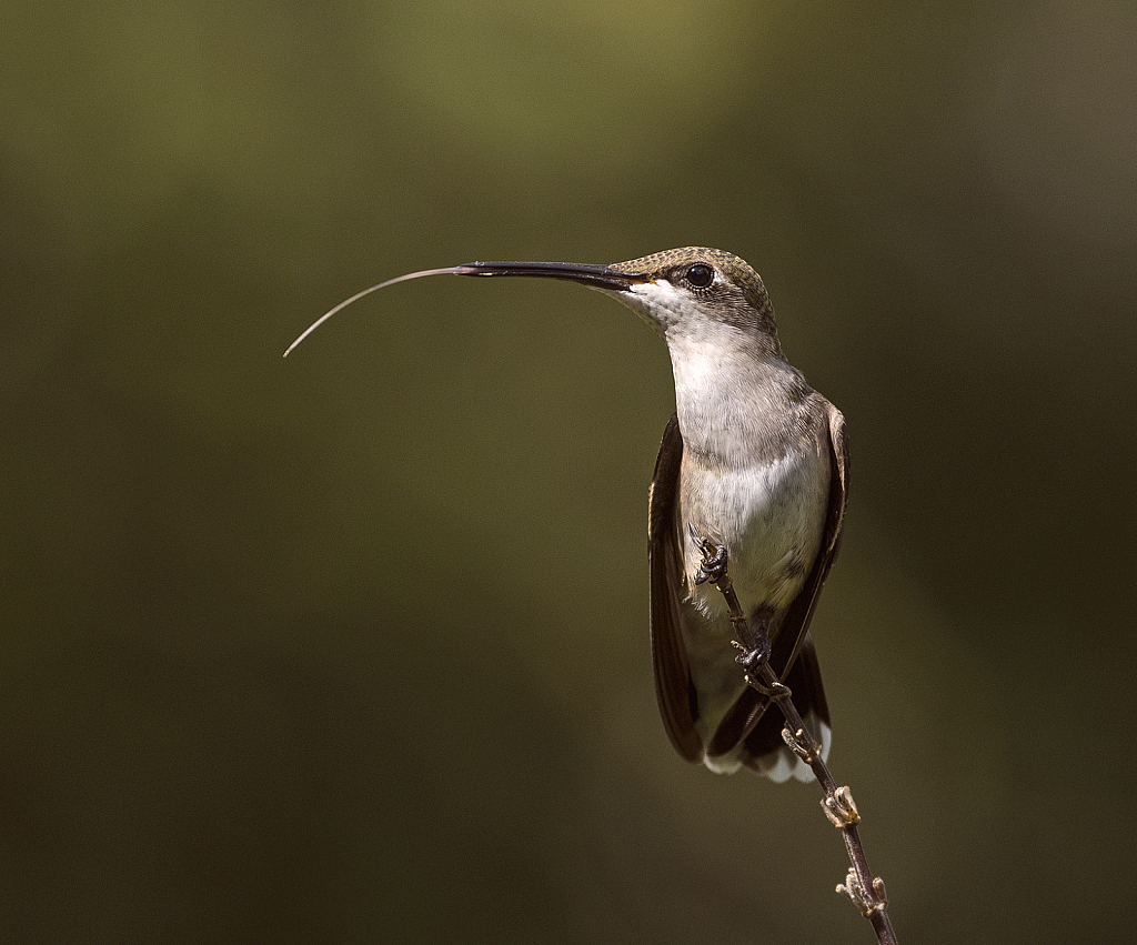 Hummingbird #19 - ID: 16059579 © Michael Cenci