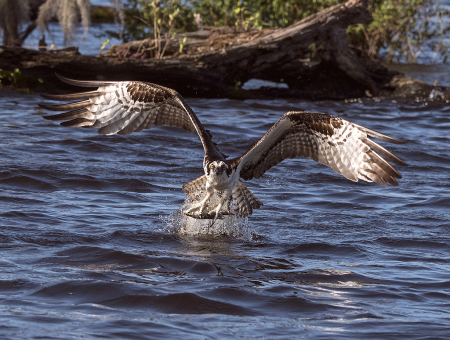 Osprey # 8