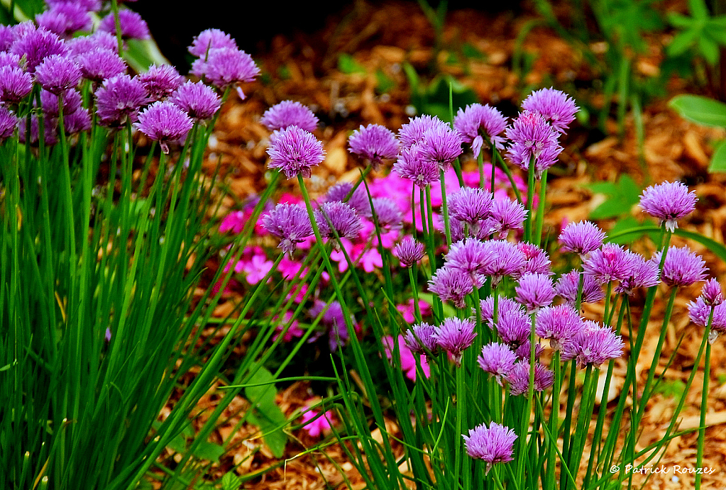 Chives