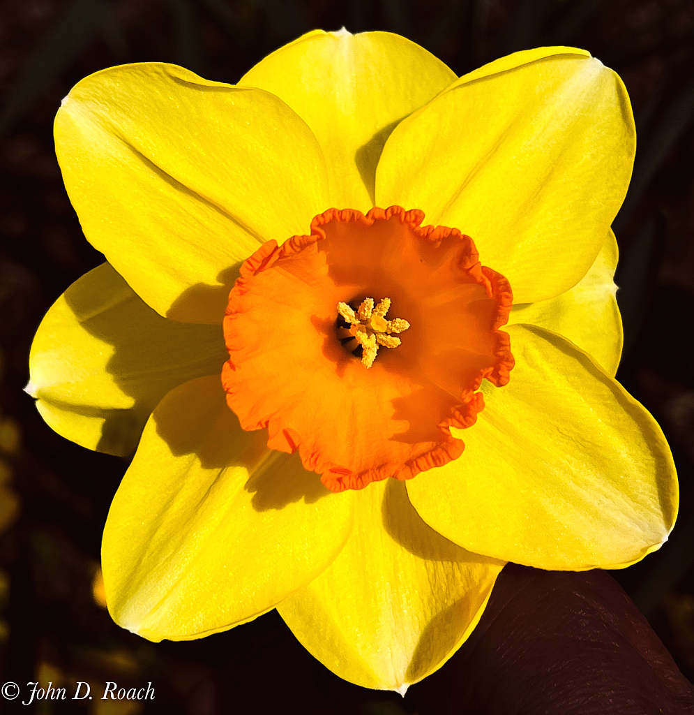 The Daffodil - ID: 16059596 © John D. Roach