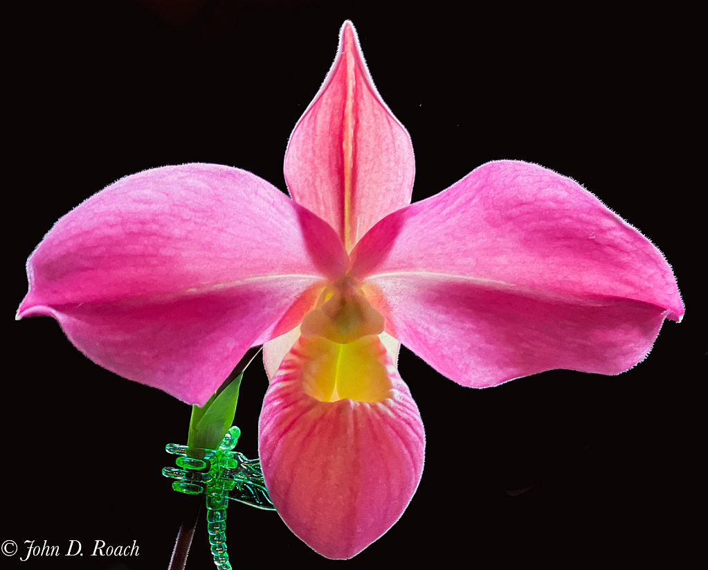 Luminous Orchid