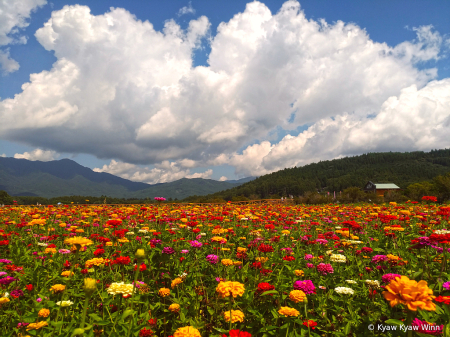 Cloud and Flowers