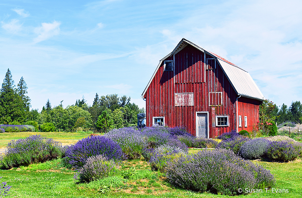 Lavender Farm