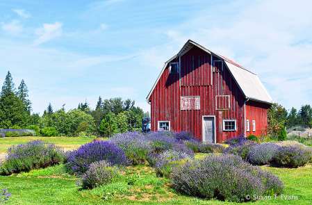 Lavender Farm