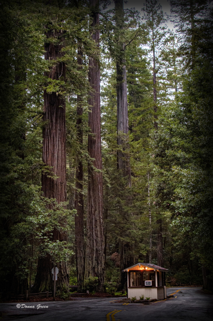 California Redwoods - ID: 16059885 © Robert/Donna Green