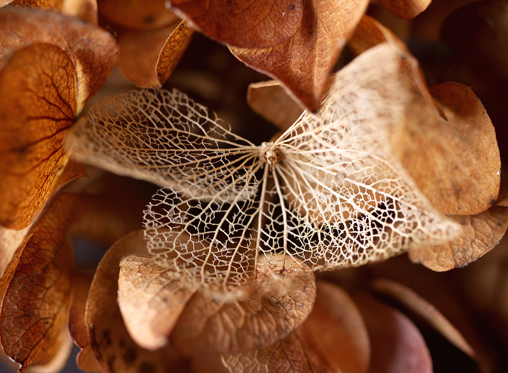 Hydrangea in winter