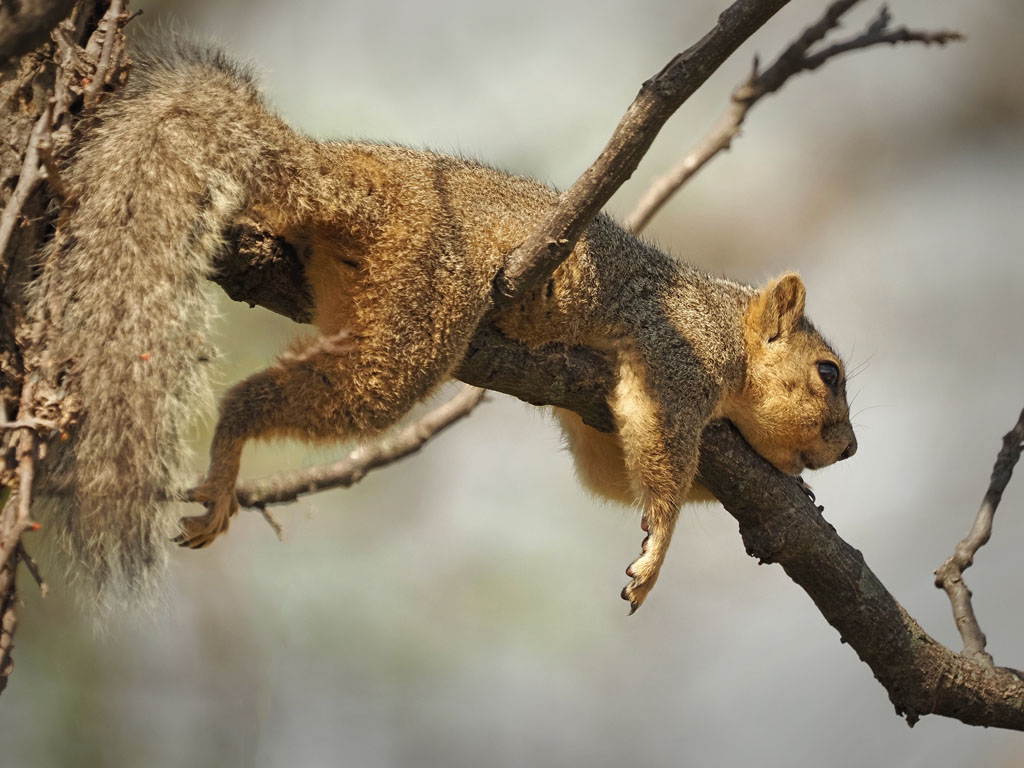 Stealing Bird Seed is Hard Work!