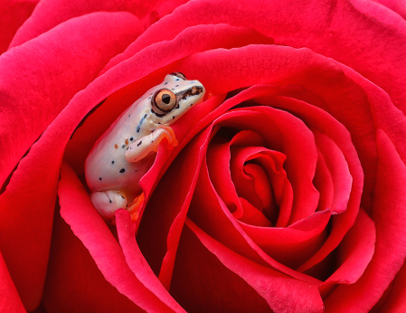 White Frog in Rose