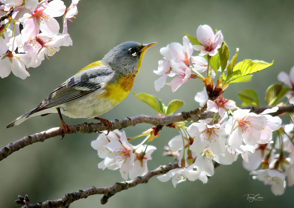 Northern Parula