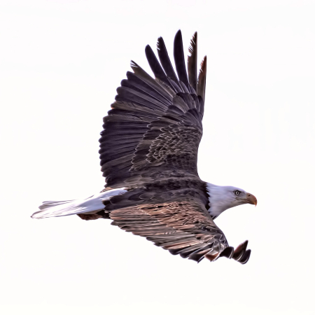 Eagle Flight 