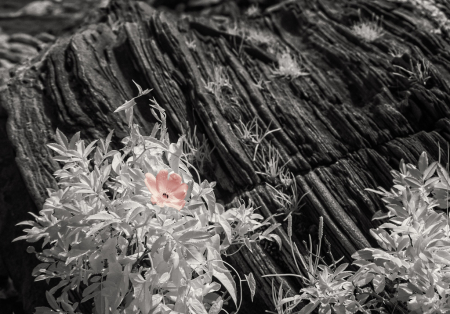 Sea Rose