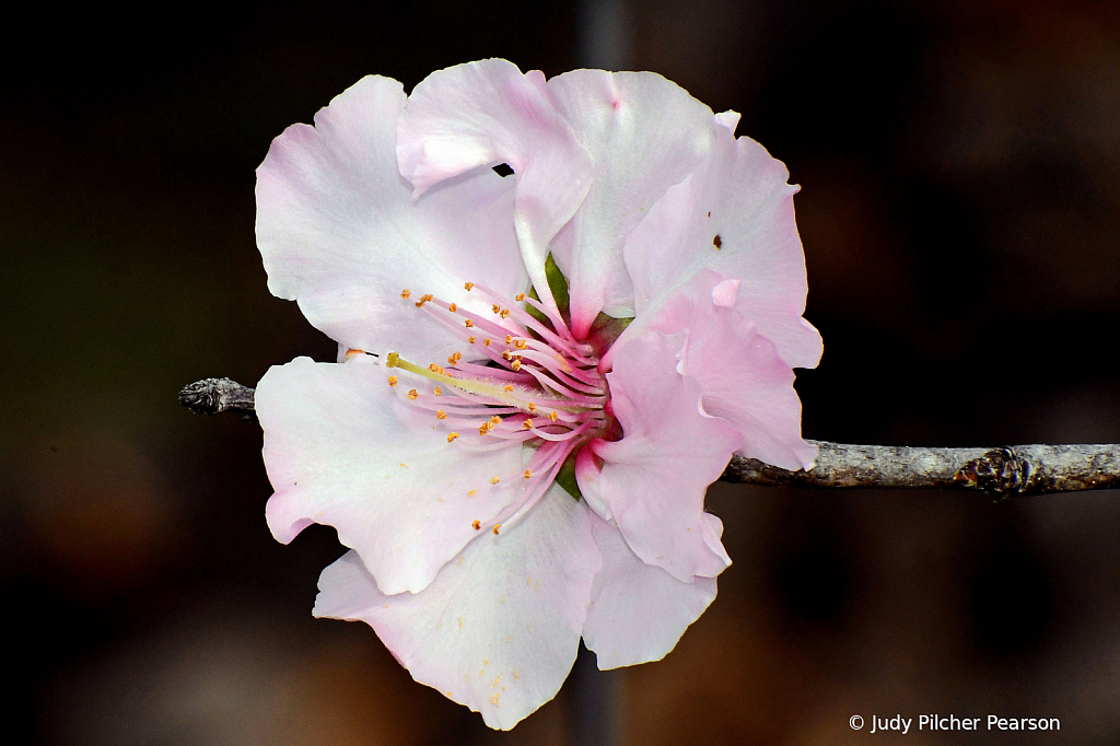 pretty in pink....