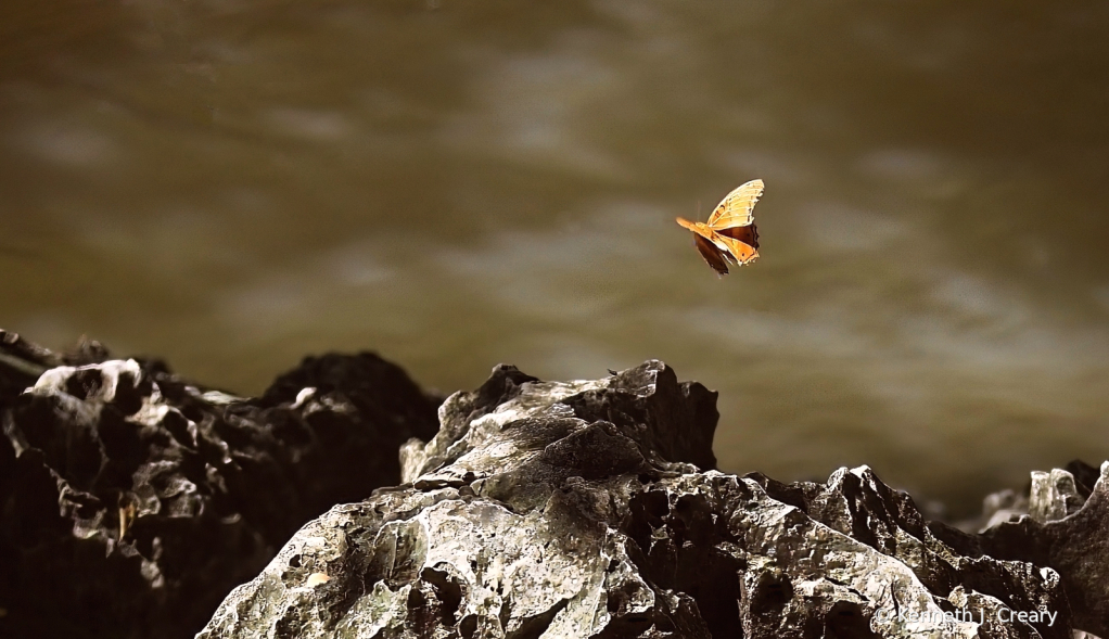 Taking Flight - ID: 16059907 © Kenneth J. Creary