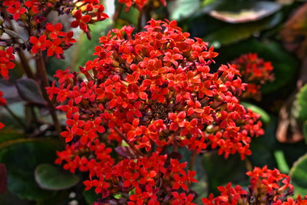 RED LITTLE FLOWERS