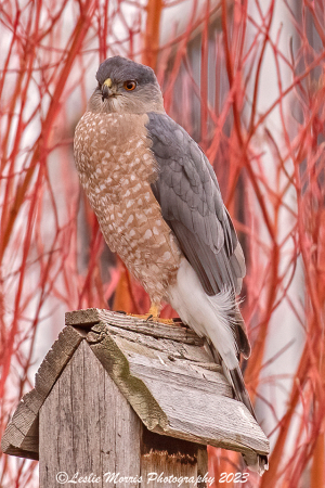 Coopers Hawk After a Meal