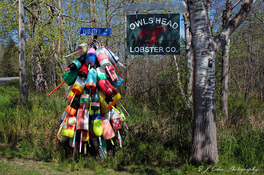 Owl's Head Lobster Co.