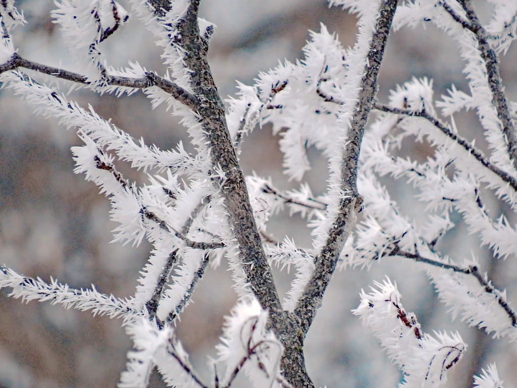 Frosty Leaves