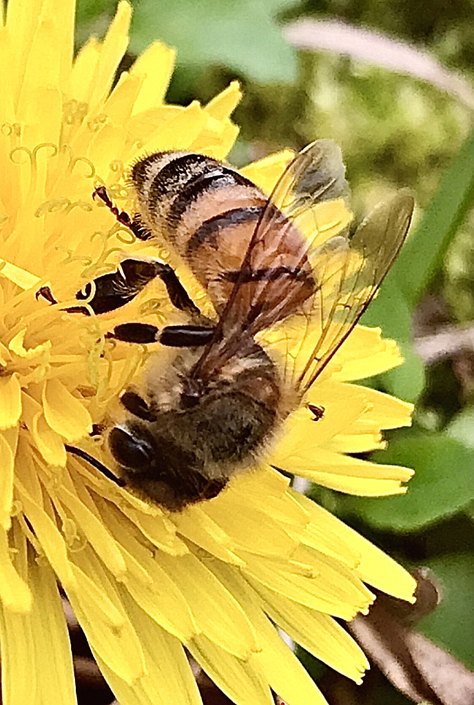Pollinator at work - ID: 16059917 © Elizabeth A. Marker