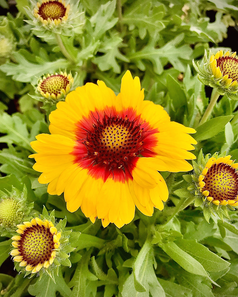 Indian blankets blooming  - ID: 16059923 © Elizabeth A. Marker