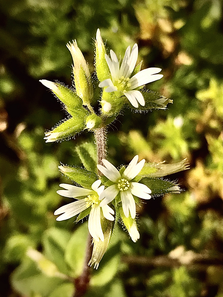 Sticky mouse-ear chickweed - ID: 16059925 © Elizabeth A. Marker