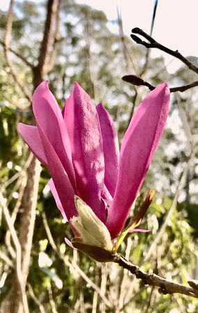 Tulip tree bloom 