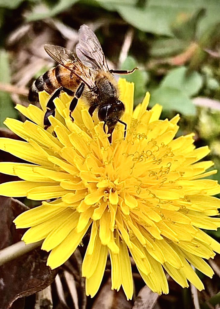 Busy bee - ID: 16059928 © Elizabeth A. Marker