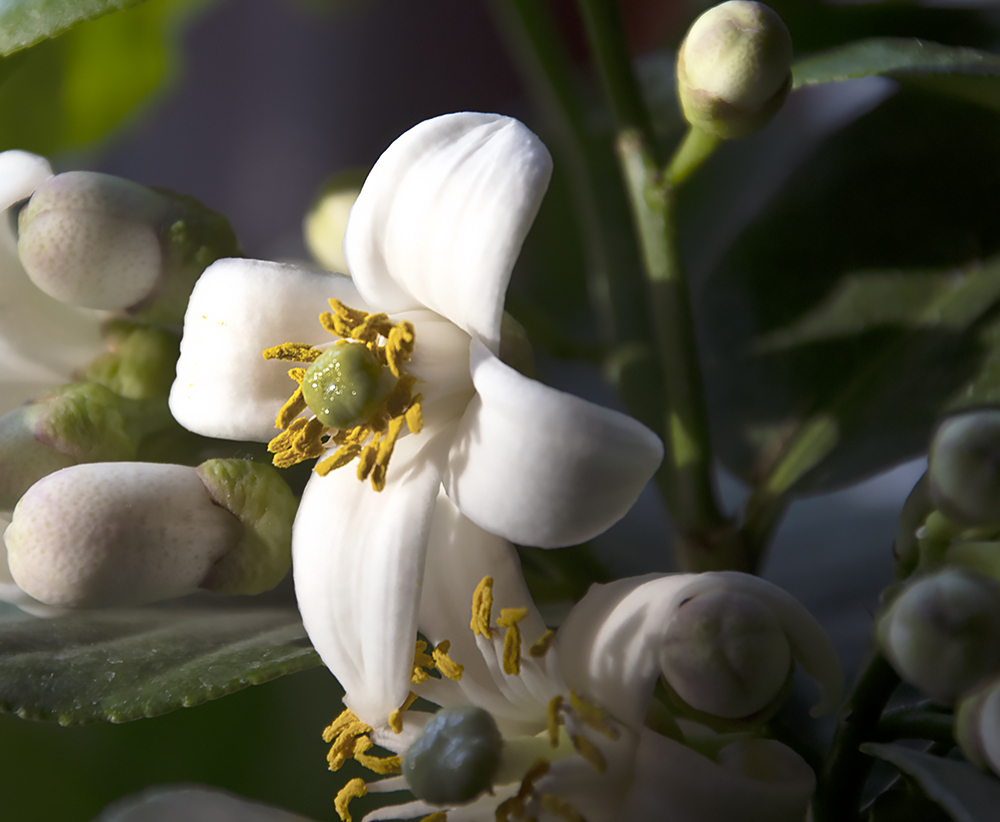 Lemon Tree Blossom - ID: 16059986 © Don Young