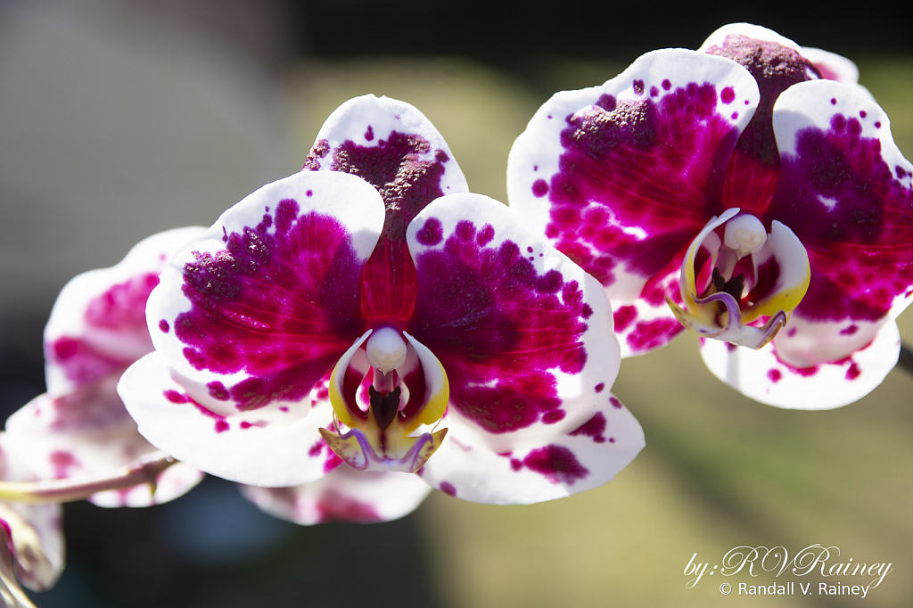 My winter blooming Orchid. . . 