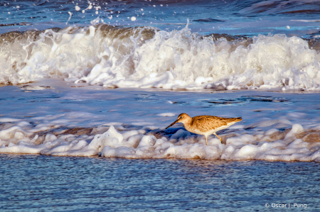 Willet on the Hunt