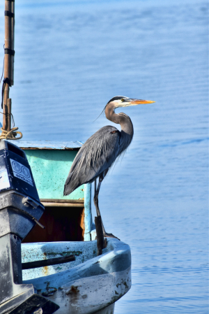 AN EGRET POSING ON A BOAT