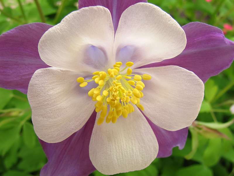 Columbine