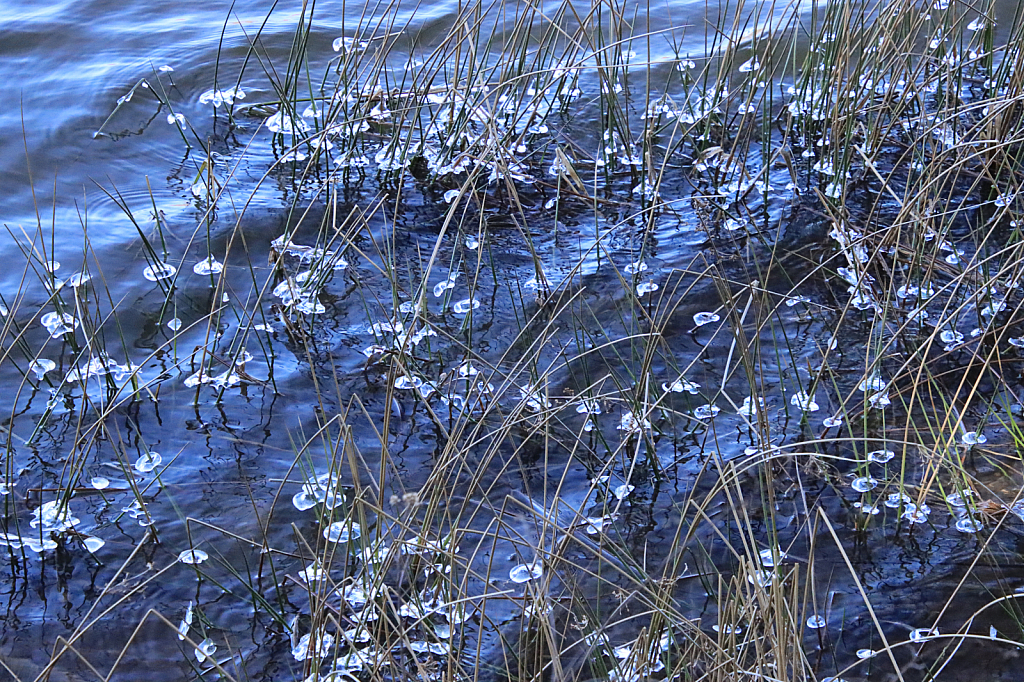 Winter Reeds