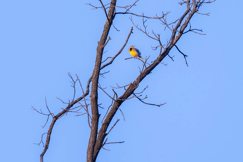 The Meadow Lark - ID: 16060079 © Kitty R. Kono