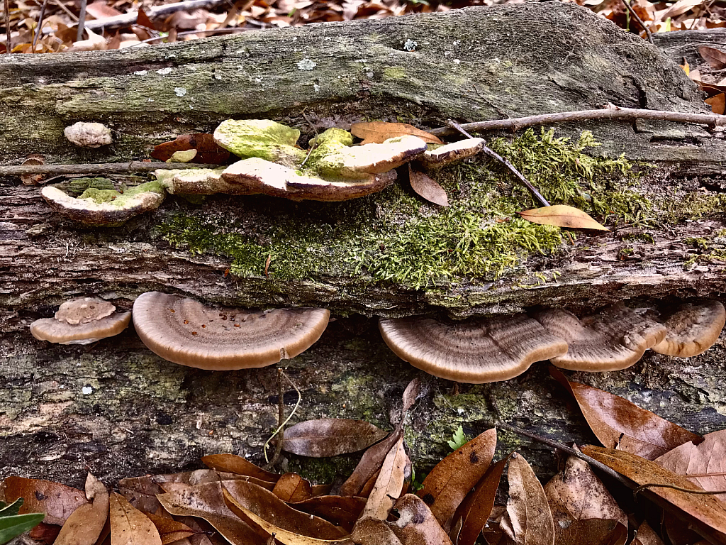 Layers of mushrooms  - ID: 16060084 © Elizabeth A. Marker
