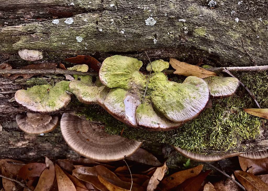 Log, mushrooms and moss - ID: 16060086 © Elizabeth A. Marker