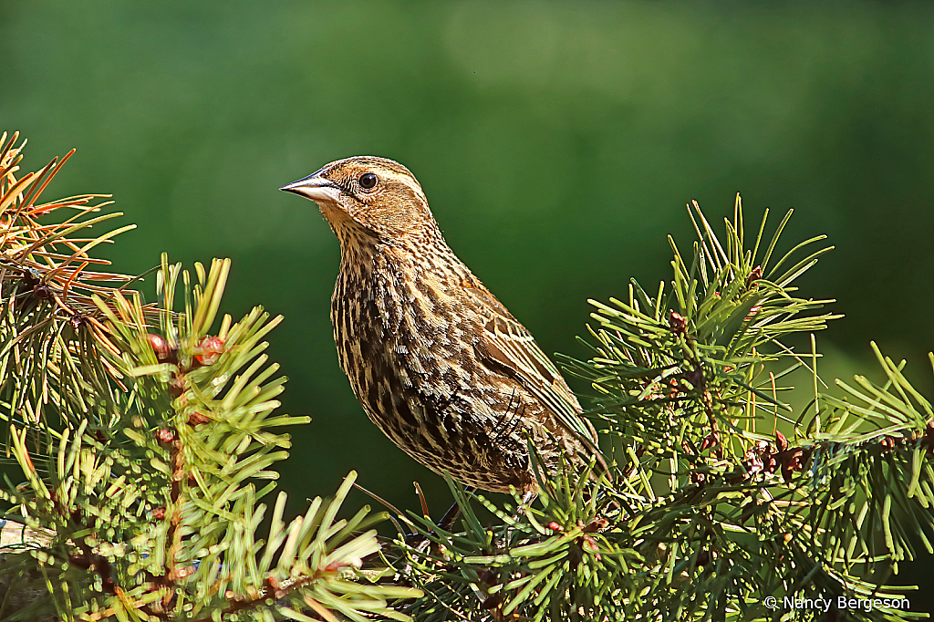 Female ~ Red Winged Blackbird