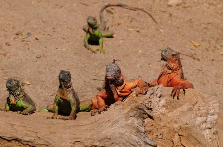Chilling iguanas