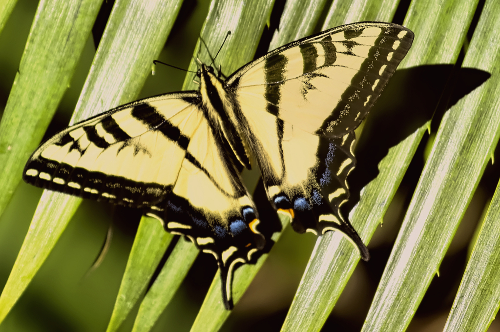 Stripes - ID: 16060169 © Kelley J. Heffelfinger