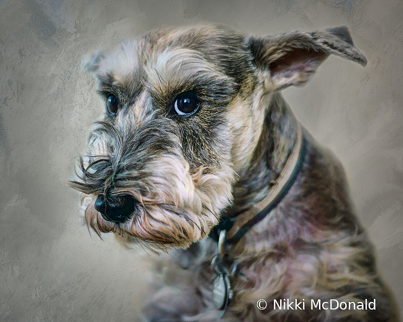 Schnauzer Portrait