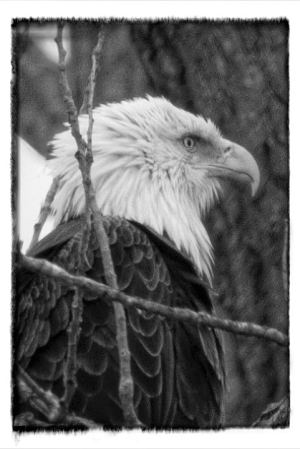 Black and White Eagle Photo