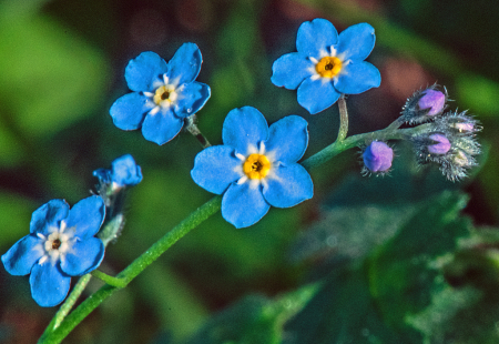 Tiny Woodland flower, Forget-me-not.